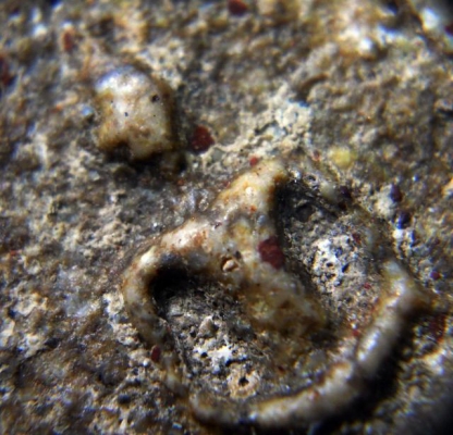 ลดจัดเต็ม พระสมเด็จวัดระฆังพิมพ์ใหญ่ D01 เนื้อสวยเม็ดเด่นจัด มีคราบเก่า