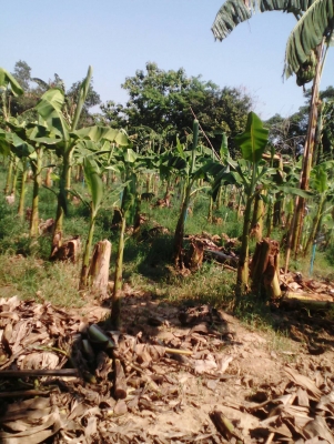 ขายหน้อกล้วยหอมทองราคา19บาท มีรถบริการส่งให้ โทร 0920976322 ขายหน้อกล้วยหอมทองราคา19บาท มีรถบริการส่งให้ โทร 0920976322