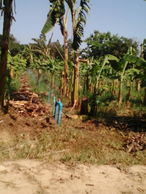 ขายหน้อกล้วยหอมทองราคา19บาท มีรถบริการส่งให้ โทร 0920976322 ขายหน้อกล้วยหอมทองราคา19บาท มีรถบริการส่งให้ โทร 0920976322