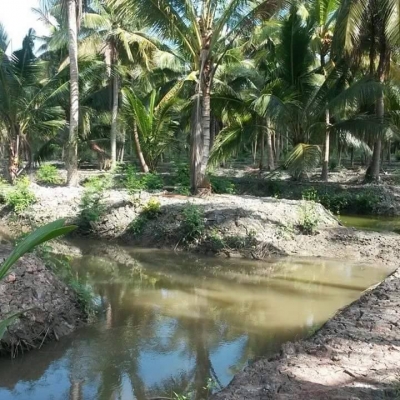 ขายที่ดินสมุทรสงคราม หลายแปลง ติดคลองแม่กลอง ติดแม่น้ำแม่กลอง สวนมะพร้าว ที่เปล่า เราหาให้คุณได้ ติดต่อ 0984699609 Line: Niintouch และให้เช่าสวนมะพร้าวของผมเอง ไร่ละ400บาท/เดือน ทำการเกษรปลูกพืชได้ทุกชนิดอีกหลายแปลง ติดต่อ 0984699609 Line: Niintouch ขายที่ดินสมุทรสงคราม หลายแปลง ติดคลองแม่กลอง ติดแม่น้ำแม่กลอง สวนมะพร้าว ที่เปล่า เราหาให้คุณได้ ติดต่อ 0984699609 Line: Niintouch และให้เช่าสวนมะพร้าวของผมเอง ไร่ละ400บาท/เดือน ทำการเกษรปลูกพืชได้ทุกชนิดอีกหลายแปลง ติดต่อ 0984699609 Line: Niintouch