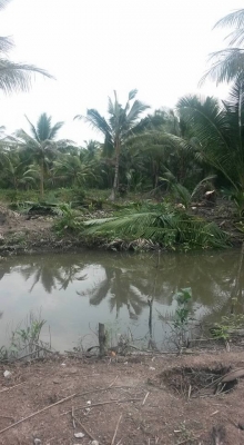 ขายที่ดินสมุทรสงคราม หลายแปลง ติดคลองแม่กลอง ติดแม่น้ำแม่กลอง สวนมะพร้าว ที่เปล่า เราหาให้คุณได้ ติดต่อ 0984699609 Line: Niintouch และให้เช่าสวนมะพร้าวของผมเอง ไร่ละ400บาท/เดือน ทำการเกษรปลูกพืชได้ทุกชนิดอีกหลายแปลง ติดต่อ 0984699609 Line: Niintouch ขายที่ดินสมุทรสงคราม หลายแปลง ติดคลองแม่กลอง ติดแม่น้ำแม่กลอง สวนมะพร้าว ที่เปล่า เราหาให้คุณได้ ติดต่อ 0984699609 Line: Niintouch และให้เช่าสวนมะพร้าวของผมเอง ไร่ละ400บาท/เดือน ทำการเกษรปลูกพืชได้ทุกชนิดอีกหลายแปลง ติดต่อ 0984699609 Line: Niintouch