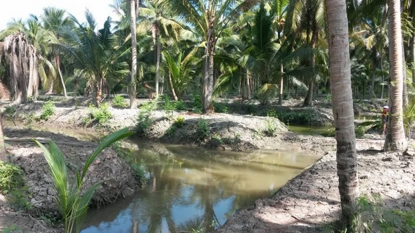 ขายที่ดินสมุทรสงคราม หลายแปลง ติดคลองแม่กลอง ติดแม่น้ำแม่กลอง สวนมะพร้าว ที่เปล่า เราหาให้คุณได้ ติดต่อ 0984699609 Line: Niintouch  และให้เช่าสวนมะพร้าวของผมเอง ไร่ละ400บาท/เดือน ทำการเกษรปลูกพืชได้ทุกชนิดอีกหลายแปลง ติดต่อ 0984699609 Line: Niintouch