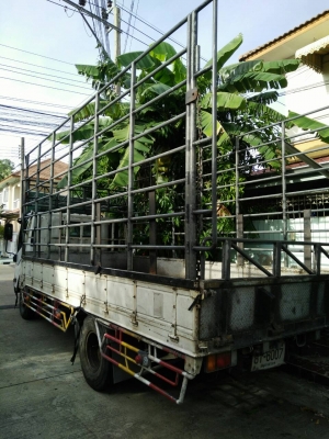 หกล้อ อีซูชุ NPR150ปี52 ยาว 5ม สภาพดีสวยพร้อมใช้งาน ทะเบียนพร้อมโอน