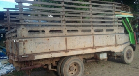 ปลาเก๋าไดน่า