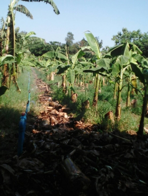 ขายหน่อกล้วยหอมทอง 18 บาท โทร0906208746