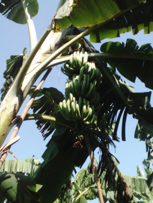 ขายหน่อกล้วยหอมทอง18 บาท โทร0906208746