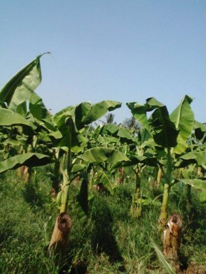 ขายหน่อกล้วยหอมทอง18 บาท โทร0906208746