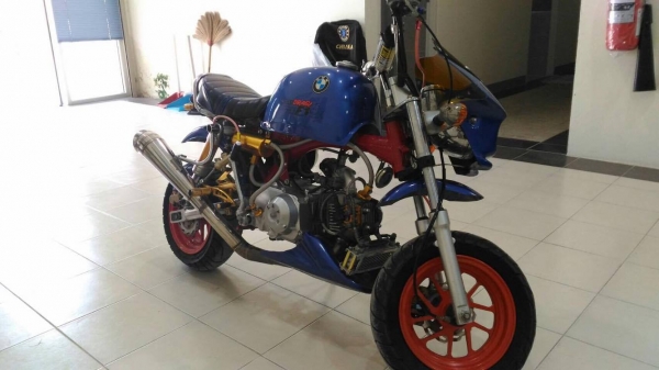 ขายกอลิล่า สีน้ำเงิน