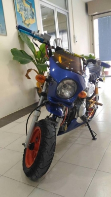 ขายกอลิล่า สีน้ำเงิน