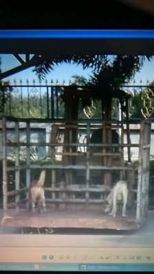 รถโฟล์คลิฟท์ Komatsu 1 ตัน ดีเซล สภาพดี 55,000 ต่อรองได้ รถโฟล์คลิฟท์ Komatsu 1 ตัน ดีเซล สภาพดี 55,000 ต่อรองได้