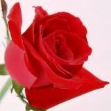 ขายด่วน..รถโม่ปูน HINO FC170 A รถสวย โม่แรง โม่เร็ว โม่ละเอียด ได้งานไว ประหยัดน้ำมัน เกินคุ้ม มีเอกสารครบ.