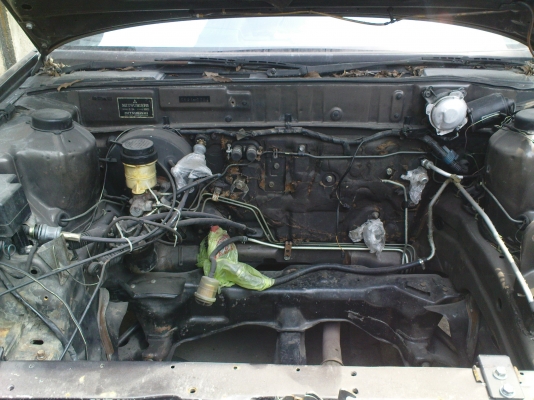 ขายกาสักตัวครับ