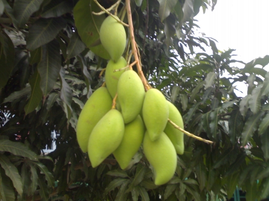 ขายsub12นิ้ววอยคู่ ขายsub12นิ้ววอยคู่