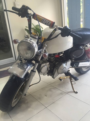 กอลิล่า สีขาว แต่งพอประมาณ