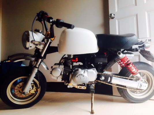 กอลิล่า สีขาว แต่งพอประมาณ