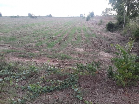 ขายที่ดินเปล่า เกาะขนุน อ.แปลงยาว จ.ฉะเชิงเทรา