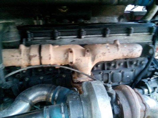 ขายจ้าวช้างปี51