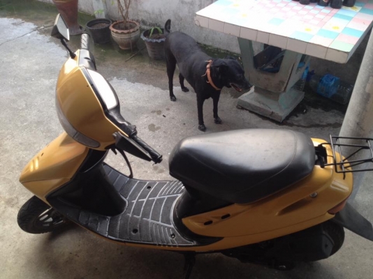 ขาย รถป๊อป Dio AF27 ขาย รถป๊อป Dio AF27