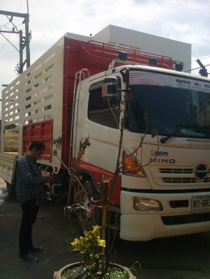 ขายรถ10ล้อเพลาHINOMAGAเครือง251แรงปี56รถสวยยาว6 .30