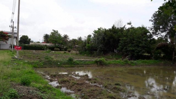 ขายที่ดินเปล่า ที่เอาเภอหนองกี่ บุรีรัมย์ ขายที่ดินเปล่า ที่เอาเภอหนองกี่ บุรีรัมย์