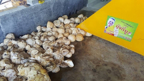 มองหารรถตักยางพารางาเท. นึกถึงร้านพีทีเอ. ชลบุรี0818342060 มองหารรถตักยางพารางาเท. นึกถึงร้านพีทีเอ. ชลบุรี0818342060