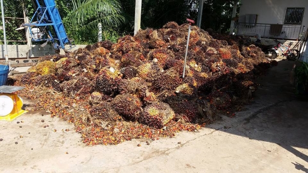 มองหารรถตักยางพารางาเท. นึกถึงร้านพีทีเอ. ชลบุรี0818342060 มองหารรถตักยางพารางาเท. นึกถึงร้านพีทีเอ. ชลบุรี0818342060