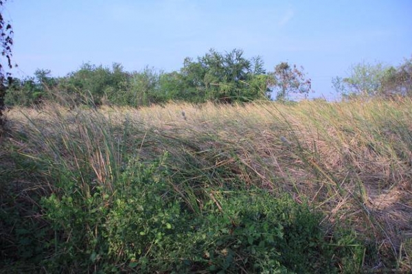 ขายที่ดินถนนพระราม 2 ซอย 73 เนื้อที่ 100 ตร.ว.