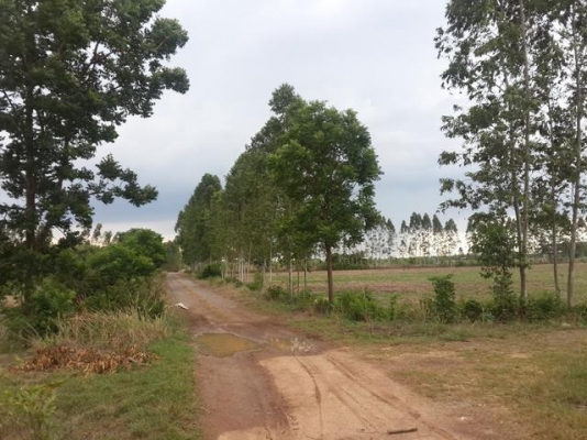 ขายที่ดินเปล่า ที่ อ.พนมสารคาม ขายที่ดินเปล่า ที่ อ.พนมสารคาม