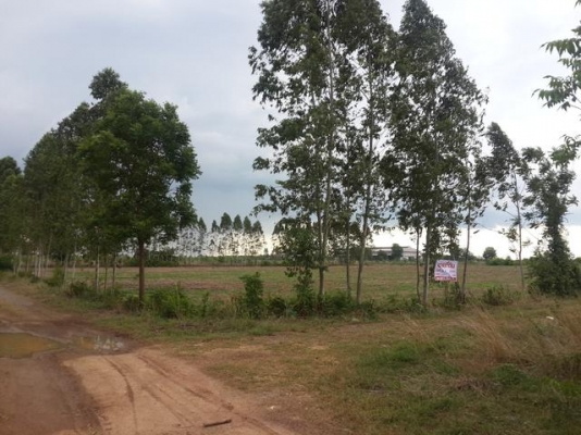 ขายที่ดินเปล่า ที่ อ.พนมสารคาม ขายที่ดินเปล่า ที่ อ.พนมสารคาม