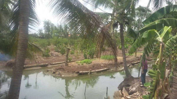 ขายที่ดิน พระประแดง ถนนเพชรหึงษ์ บางยอ เนื้อที่ 8ไร่3งาน24ตร.ว.