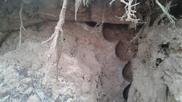 ขาย แบคโค KATO 60 // series ขาย แบคโค KATO 60 // series