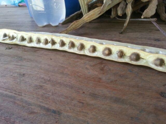 เมล็ดพันธุ์มะรุม