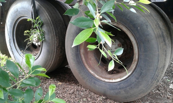 หัวลาก 2เพา ฮีโน่ เปอร์เฟียร์ FP8069B EK100-260แรง 2เพา ช่วงล่างใหญ่ ZM10น็อต สภาพพร้อมใช้งาน ทะเบียนพร้อมโอน ราคาเบาๆ 385,000บ หัวลาก 2เพา ฮีโน่ เปอร์เฟียร์ FP8069B EK100-260แรง 2เพา ช่วงล่างใหญ่ ZM10น็อต สภาพพร้อมใช้งาน ทะเบียนพร้อมโอน ราคาเบาๆ 385,000บ