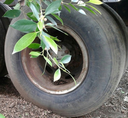 หัวลาก 2เพา ฮีโน่ เปอร์เฟียร์ FP8069B EK100-260แรง 2เพา ช่วงล่างใหญ่ ZM10น็อต สภาพพร้อมใช้งาน ทะเบียนพร้อมโอน ราคาเบาๆ 385,000บ หัวลาก 2เพา ฮีโน่ เปอร์เฟียร์ FP8069B EK100-260แรง 2เพา ช่วงล่างใหญ่ ZM10น็อต สภาพพร้อมใช้งาน ทะเบียนพร้อมโอน ราคาเบาๆ 385,000บ