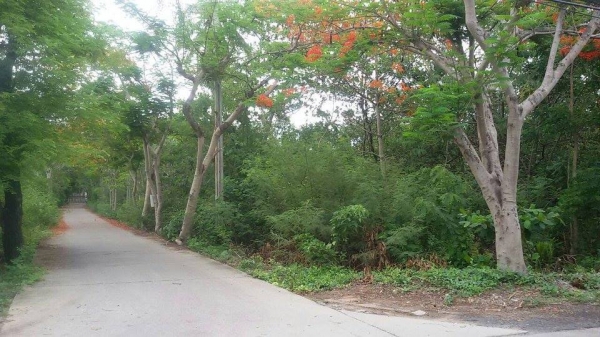 ขายที่ดินพระประแดง ซอยเพชรหึงษ์ 52 บางกอบัว เนื้อที่ 4 ไร่ 2 งาน 47 ตร.ว.