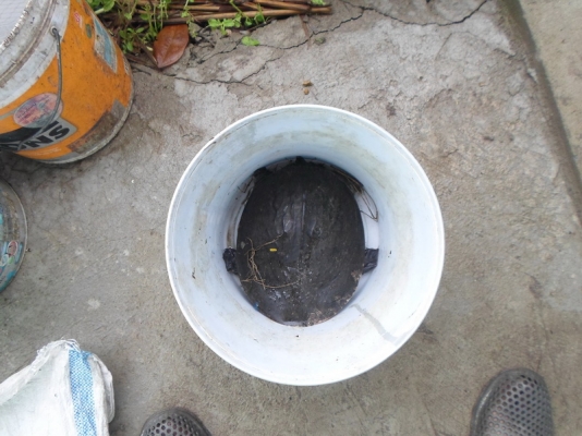 ... ขอขาย ตะพาบ ไทย ..... ... ขอขาย ตะพาบ ไทย .....