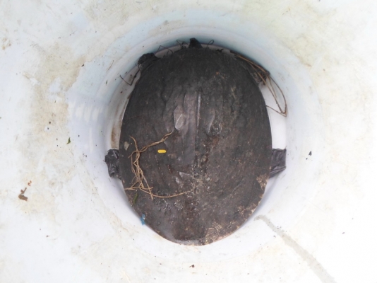 ... ขอขาย ตะพาบ ไทย ..... ... ขอขาย ตะพาบ ไทย .....