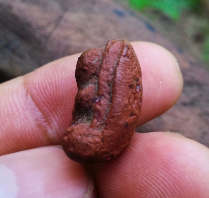 พระปิดตาเก่า เนื้อว่านผสมชานหมก ฝังพระธาตุเต็มองค์