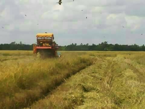 รถเกี่ยวข้าวรุ่นปลดหนี้ เกษตรพัฒนา เครื่องยนต์ 210 แรงม้าเทอร์โบ ตัวเดิน10 ปั้ม 23 ญีปุ่น ตู้นวด 22 ลูกนวด รถเกี่ยวข้าวรุ่นปลดหนี้ เกษตรพัฒนา เครื่องยนต์ 210 แรงม้าเทอร์โบ ตัวเดิน10 ปั้ม 23 ญีปุ่น ตู้นวด 22 ลูกนวด