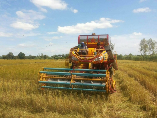 รถเกี่ยวข้าวรุ่นปลดหนี้ เกษตรพัฒนา เครื่องยนต์ 210 แรงม้าเทอร์โบ ตัวเดิน10 ปั้ม 23 ญีปุ่น ตู้นวด 22 ลูกนวด รถเกี่ยวข้าวรุ่นปลดหนี้ เกษตรพัฒนา เครื่องยนต์ 210 แรงม้าเทอร์โบ ตัวเดิน10 ปั้ม 23 ญีปุ่น ตู้นวด 22 ลูกนวด