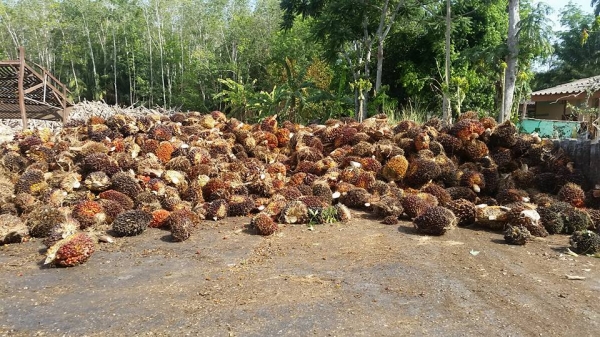 มองหารถโฟล์คลิฟท์งาเท  นึกถึง  พีทีเอ  ชลบุรี081-8342060เราส่งฟรีมาแล้วทั่วประเทศดูได้จากในโพสท์นี้