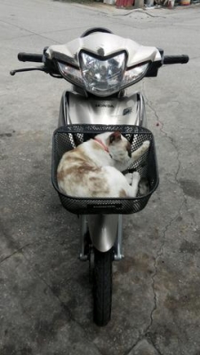 ขาย Honda wave 110 I ขาย Honda wave 110 I