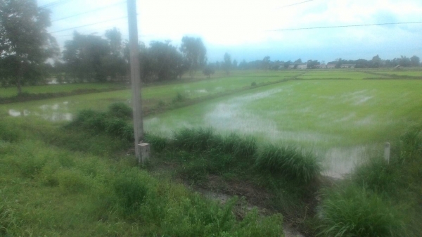 ขายทีนามีโฉนด 15 ไร่ละ   1,200,000บาท  งดต่อลองคับ   ติดถนน 226เส้น ส้มป่อยน้อย- ศรีสะเกษ    ต่อทีเบอร์ 098 668-3479  094 283-9369 สิทธิ์