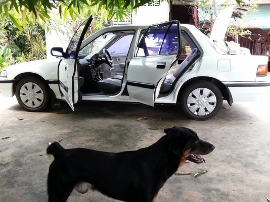 ซีวิคเดิมๆ ขายตามสภาพถูกมาก ซีวิคเดิมๆ ขายตามสภาพถูกมาก