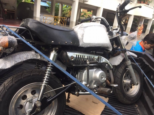 ขายกอลิล่า สีดำ