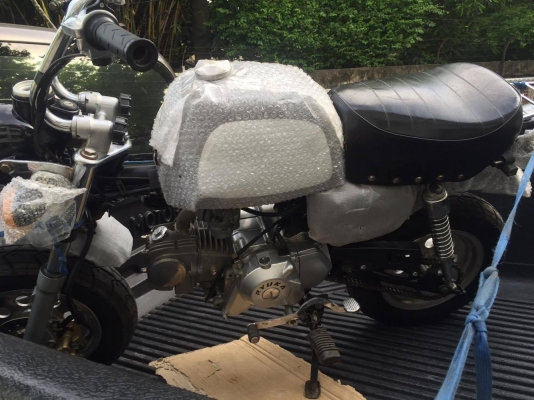 ขายกอลิล่า สีดำ