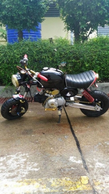 ขายกอลิล่า สีดำ