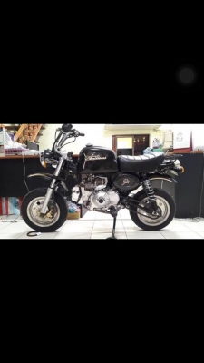 ขายกอลิล่า สีดำ สตาเลี่ยน