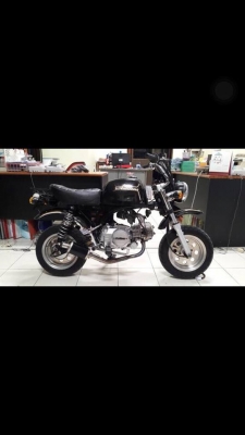 ขายกอลิล่า สีดำ สตาเลี่ยน ขายกอลิล่า สีดำ สตาเลี่ยน