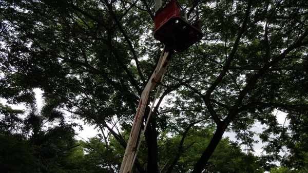 รถกระเช้า เก็บผลไม้ ตัดแต่งสวน สวิงได้ 45 ° รถกระเช้า เก็บผลไม้ ตัดแต่งสวน สวิงได้ 45 °